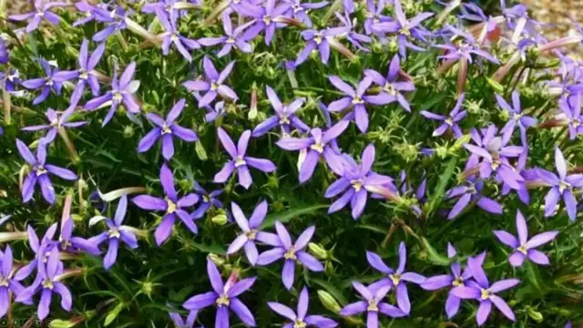 Категория Лаурентия Изотома