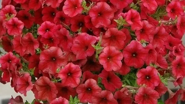 Категория Петуния