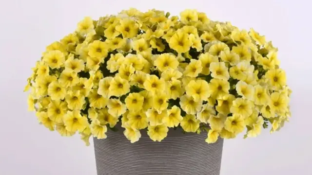 Категория Петхоа