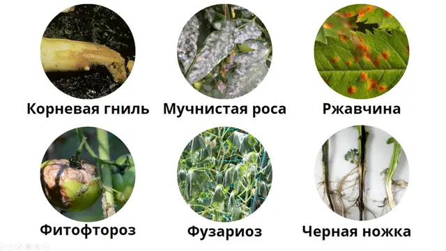 Категория Фунгициды